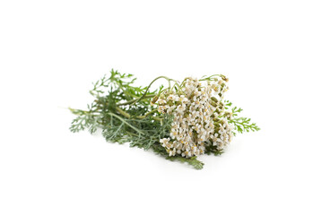 Beautiful yarrow flowers.