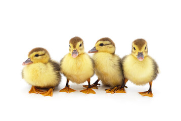 Many yellow ducklings.