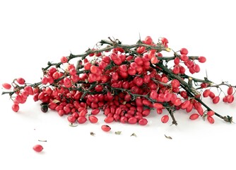 red berries of berberis vulgaris bush at autumn