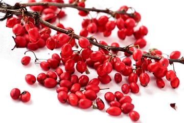 red,small fruits of berberis vulgaris bush at autumn