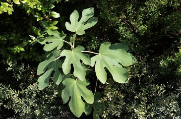 green foliage of  ficus carica tree in park