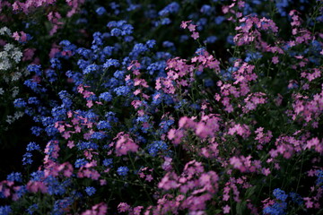 Obraz premium flowers in the garden