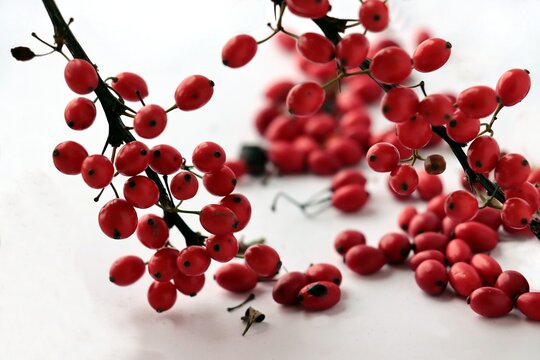 red,small fruits of berberis vulgaris bush at autumn