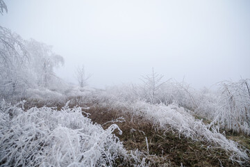 Nature under the frost, branches covered with ice