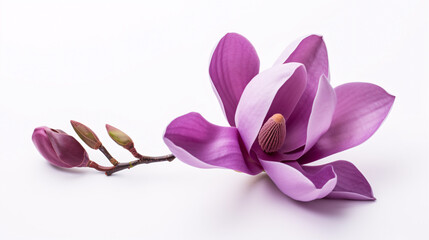 A solitary Magnolia felix, in its royal purple hue, stands out starkly against a white backdrop.