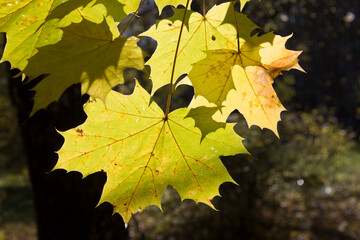 yellow maple leaves ready to fall shot close up against a bokeh background in autumn