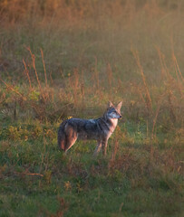 Coyote at Sunset