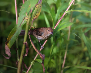 Indigo Bunting Female