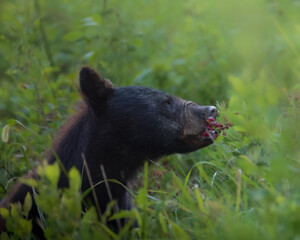 Black Bear