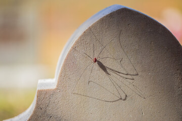 Harvestman
