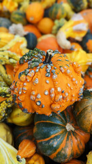Close-Up Pumpkins and Gourds, Pumpkin Macro Photography