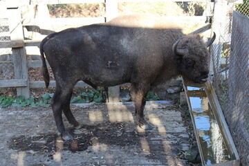 A black bull standing in a dirty area