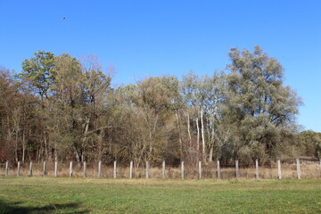 A field with trees and a fence