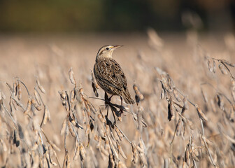 meadowlark in field