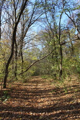 Obraz premium A dirt path through a forest