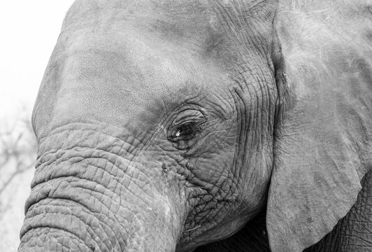 Very close up photo image of an African Elephant