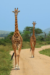Two giraffes walking side by side down dirt road in Tanzania Africa