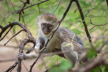 Close up of young Black Faced Vervet monkey on the branch of a tree in Tarangire National Park Tanzania Africa