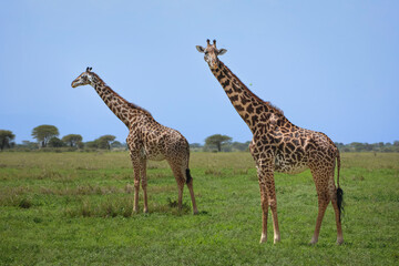Naklejka na ściany i meble A pair of giraffes standing in green grass with trees and blue sky in background. Photo taken in Tanzania East Africa on safari