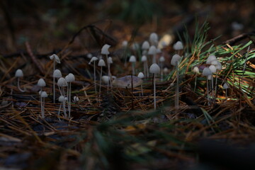 mushrooms in the grass