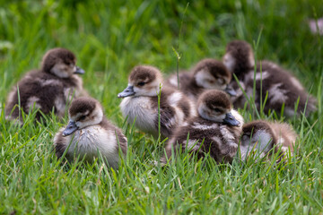 Family of gosling