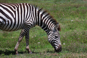 Fototapeta na wymiar One zebra eating grass and flowers in Tanzania Africa. Photo taken on safari in Ngorongoro Crater Park