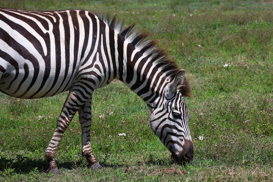 One zebra eating grass and flowers in Tanzania Africa.  Photo taken on safari in Ngorongoro Crater Park