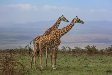 Two giraffes standing next to each other surrounded by Acacia trees with mountains in the background.  Take on safari in Africa