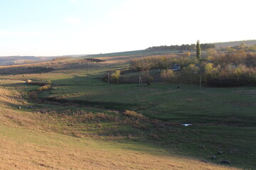 A grassy field with trees