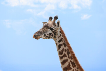 Giraffe face in front of a blue sky with white clouds on a sunny day in Africa.  Blank space in background.  Taken on safari in East Africa