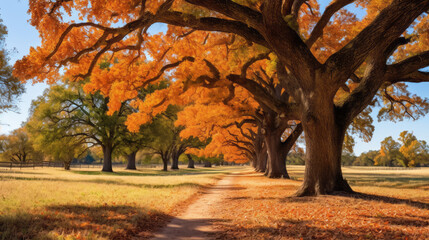 Path lined with vibrant trees in their autumn foliage, creating a picturesque and serene walkway