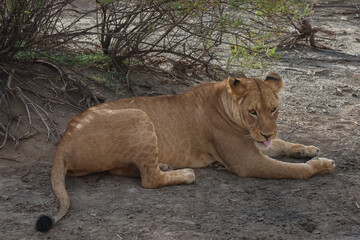 Single hungry lioness resting with her tongue sticking out - Powered by Adobe