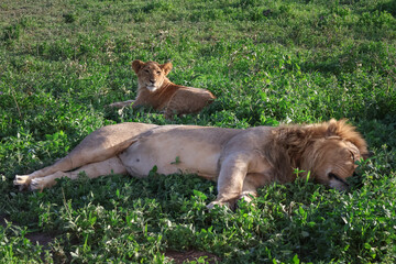 One male lion and one female lioness laying in the grass with one asleep with his eyes closed in Africa