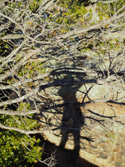Fototapeta premium In the bright midday sunlight, a vertical image captures the silhouette of a woman's shadow against the backdrop of barren tree branches and rugged Sardinian rocks.