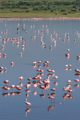 Many pink flamingos in blue lake water in Tanzania East Africa