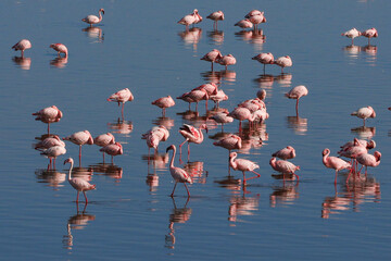 Many pink flamingoes standing and sitting in blue lake water in Tanzania East Africa