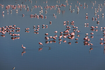 Large group of pink flamingoes standing and sitting in blue lake water in Tanzania East Africa