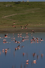 Pink flamingos flying above and in blue lake water in Tanzania East Africa