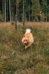 A Finnish Spitz puppy running in boreal forest on a sunny autumn day