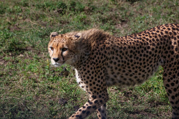 An alert cheetah walking and looking with sun on his face.  In Serengeti Tanzania Africa