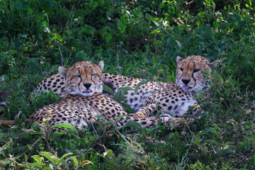 Cheetahs laying together in the green grass resting with tongues out