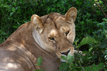 One lion resting in the green grass with eyes open in Tanzania Africa