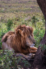 One large male lion resting by himself  in the grass in Tanzania Africa
