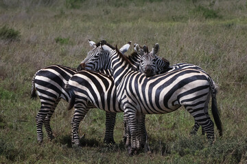 Fototapeta na wymiar Herd of Zebras standing together and resting their heads on each other 