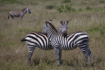 Fototapeta na wymiar Herd of Zebras standing together and resting their heads on each other 