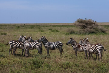 Herd of Zebras standing together and resting their heads on each other
