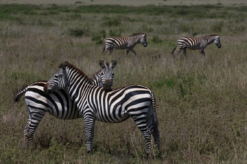 Herd of Zebras standing together and resting their heads on each other
