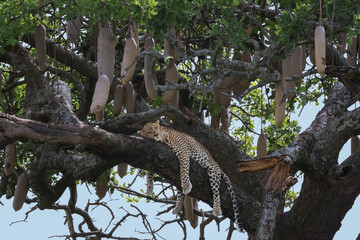 One leopard hanging on the branch on an African Sausage Tree full of fruit with eyes closed.  Taken in Serengeti Tanzania Africa