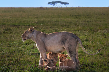 A mom lioness with her four young cubs nursing and playing in the grass in with a tree and blue sky in the background.  In Serengeti Tanzania