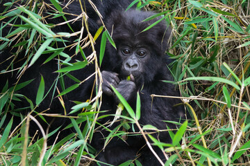 Young mountain gorilla infant eating a bamboo plant peering out of the lush green foliage - Powered by Adobe